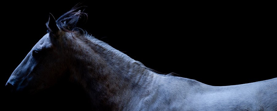 Intuitive horse leadership Training Courses